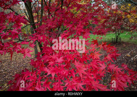 Windsor, UK. 5th November, 2018. UK Weather: A display of autumn colour from Acer Micranthum in Windsor Great Park. Credit: Mark Kerrison/Alamy Live News Stock Photo