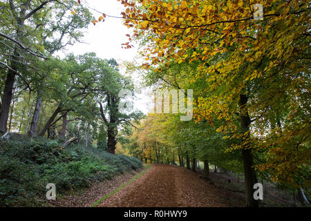 Windsor, UK. 5th November, 2018. UK Weather: Autumn shades in Windsor Great Park. Credit: Mark Kerrison/Alamy Live News Stock Photo