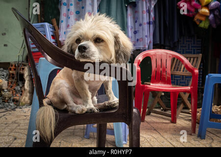 A dog named Yo-Yo sits on a chair next to the shop of its owner in Ho Chi Minh City, Vietnam. Stock Photo