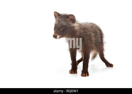 Raccoon dog Stock Photo