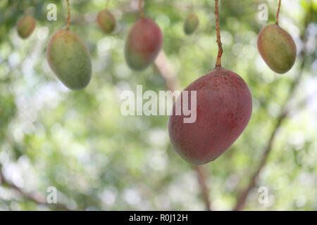 Fresh tropical mango on tree in the garden fruit,Summer fruit of Thailand. Stock Photo