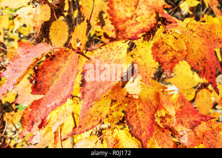 Prunus kurilensis 'Brillant', autumn leaves Stock Photo