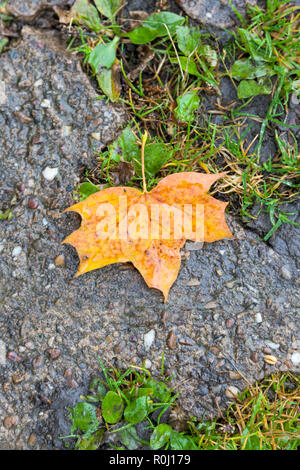 An autumn gold or yellow maple or sycamore leaf lying on cracked concrete with weeds growing through it Stock Photo