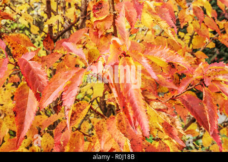 Prunus kurilensis 'Brillant', autumn foliage Stock Photo