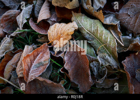 An as found autumn still life of fallen frosted leaves, arranged by wind, styled by frost. Stock Photo