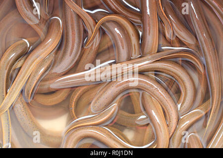 Fresh Synbranchidae fish or eel fish background for ingredients in the cooking of native Thailand. Stock Photo