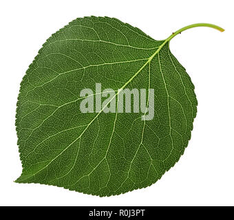 Apricot leaf isolated on white background. Clipping Path. Full depth of field. Stock Photo