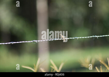 Graphic Flutterer Dragonfly perched on a barbed wire fence in South East Queensland Stock Photo
