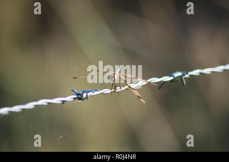 Graphic Flutterer Dragonfly perched on a barbed wire fence in South East Queensland Stock Photo