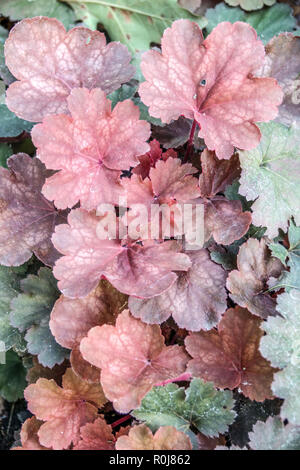 Decorative Ornamental Leaves Shady Pale Red Foliage Heuchera October Garden Heuchera 'Cherry Cola' Coral Bells Alumroot Coralbells Alum Root Stock Photo