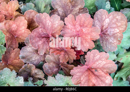 Heuchera 'Cherry Cola' Stock Photo