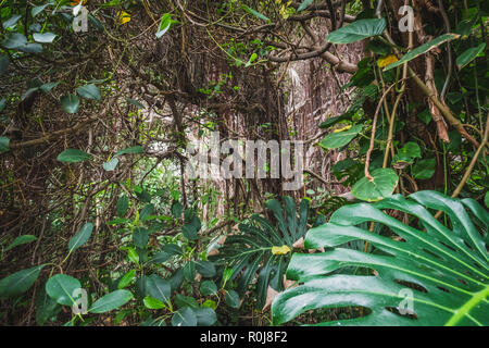 tropical forest or jungle - inside rainforest landscape - Stock Photo