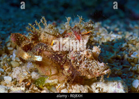 Chinese ghoul (Inimicus caledonicus), dangerous, Walindi, Papua New Guinea, Pacific Ocean Stock Photo