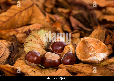 Conkers from Horse Chestnut tree (Aesculus hippocastanum) lie on the ground amongst autumn leaves. Tipperary, Ireland Stock Photo