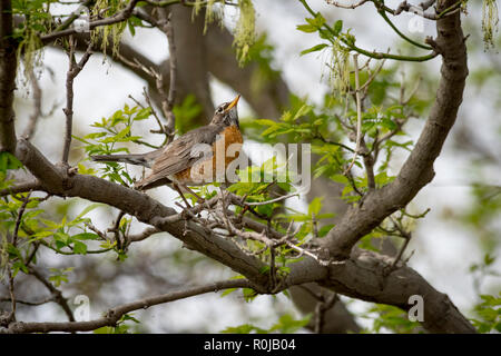 American male Robin, perched on the branch of a tree in the Spring Stock Photo