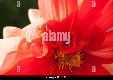 Macro view of flower of red-pink Dahlia.  Stock Photo