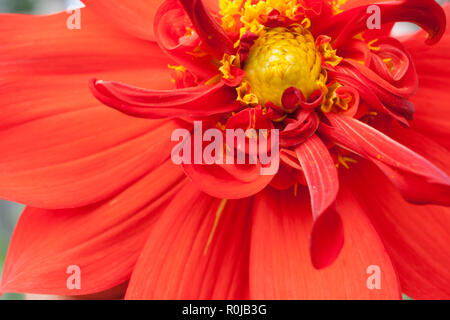 Close-up part of flower of red Dahlia with yellow middle.  Stock Photo