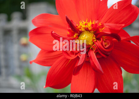 Close-up flower of red Dahlia with petals and yellow middle. Stock Photo