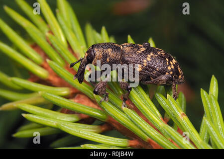 Large Pine Weevil (Hylobius abietis) perched on pine tree branch. Tipperary, Ireland Stock Photo