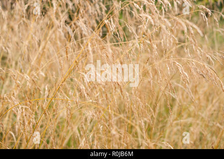 Natural background of dry long yellow field grass. Stock Photo