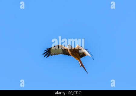 A Red Kite flying in Dumfriesshire, Scotland, in Autumn 2018. Stock Photo