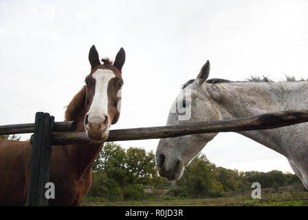 A white and a brown horse on a winter rainy day. White sky in the background. Stock Photo