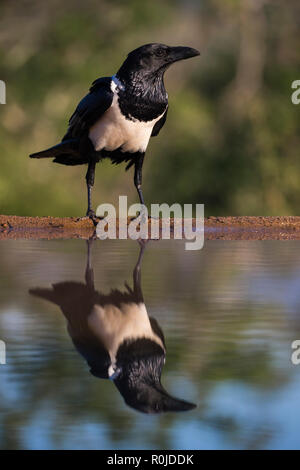 Pied crow (Corvus albus), Zimanga private game reserve, KwaZulu-Natal, South Africa Stock Photo