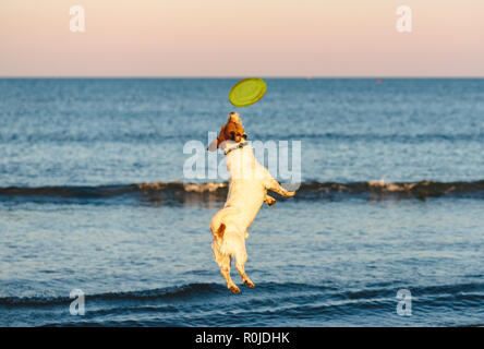 Dog jumping high playing with flying disk at sea beach at sunset Stock Photo