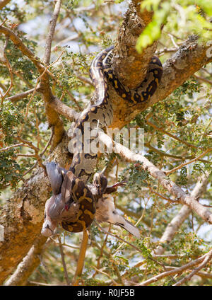 A small python has caught an unwary dove up in an acacia tree which it has constricted and will swallow whole dispite the thick loose covering of feat Stock Photo