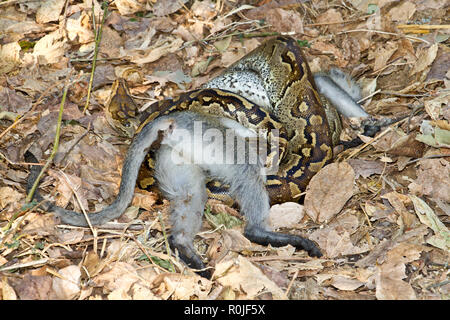 A Rock Python with its prey it has killed by constriction. Its crytpic colouration help conceal itself in the leaf litter, so they normally highly ale Stock Photo