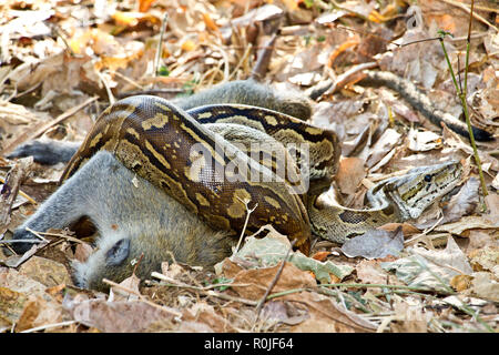A Rock Python with its prey it has killed by constriction. Its crytpic colouration help conceal itself in the leaf litter Stock Photo