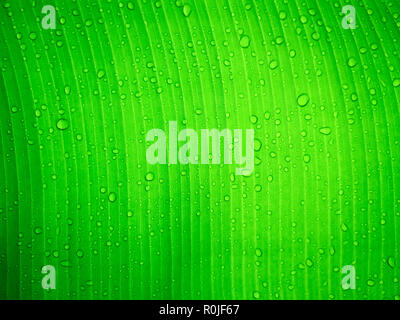 Close up water drop on green banana leaf after rain. Stock Photo