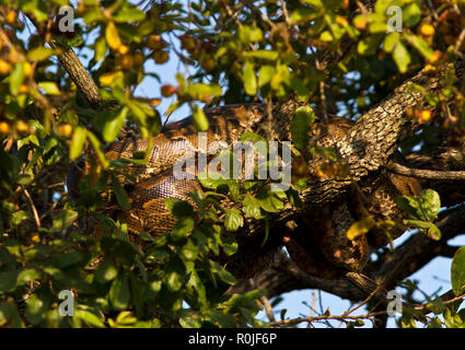 A Rock Python resting in the branches of a diospyros bush after having had a good meal and can spend weeks digesting the meal and conserving energy Stock Photo