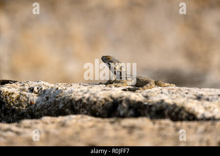 Lizard sun bathing on top of a rock Stock Photo
