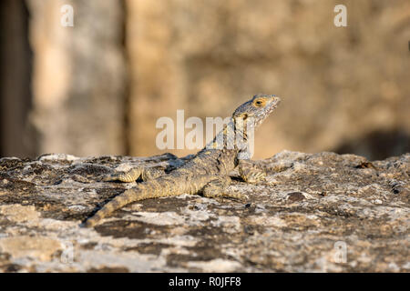 Lizard sun bathing on top of a rock Stock Photo