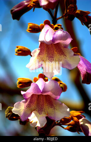 Branches of paulownia tomentosa with flowers in white, pink and soft blue, on natural sky background. Spring, springtime Stock Photo