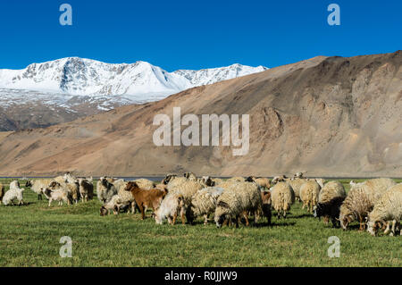 A flock of sheep is grazing at an altitude of 4.600 m above sea level in Changtang area near Tso Moriri with snow covered mountains in the distance. Stock Photo