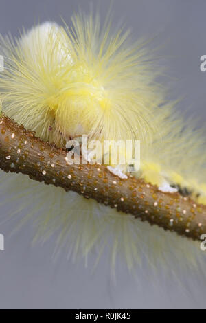 Pale tussock moth caterpillar, Calliteara pudibunda Stock Photo