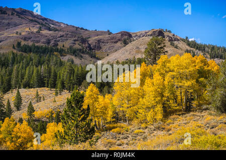 Fall landscape in the Eastern Sierra mountains with colorful aspen trees turning golden Stock Photo