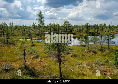 empty swamp landscape with water ponds and small pine trees in bright day with blue sky and some clouds Stock Photo