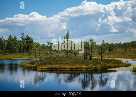 empty swamp landscape with water ponds and small pine trees in bright day with blue sky and some clouds Stock Photo