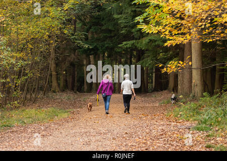 two middle aged women walking in the woods in autumn Stock Photo