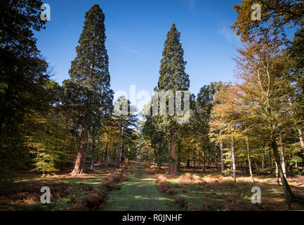 Tall Trees Trail at Rhinefield Ornamental Drive, New Forest, Hampshire Stock Photo