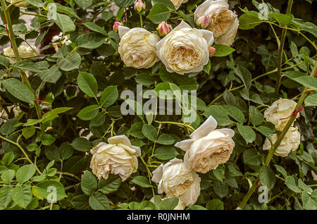 Bushes of fragrant with large head, cream - colored, delicate roses attached to the fence around the house Stock Photo