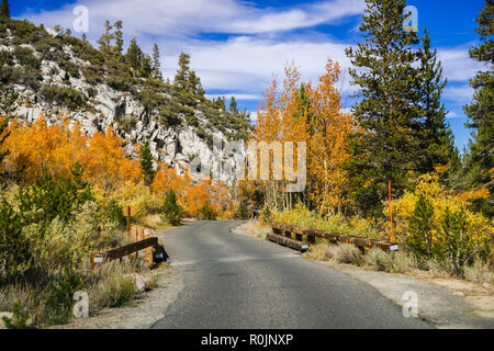 Colorful aspen trees lining up a narrow paved road in the Eastern Sierra mountains on a sunny autumn day; California Stock Photo
