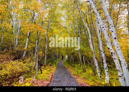 Walking path through an aspen tree grove dressed in autumn foliage on a cloudy day, the Eastern Sierra mountains, California Stock Photo