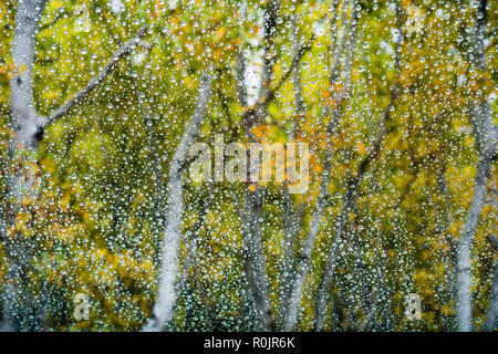 Drops of rain on the window, colorful trees on the background; Stock Photo