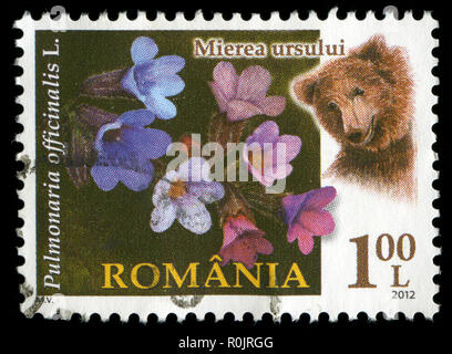 Postage stamp from Romania in the Flora of Romania series issued in 2012 Stock Photo