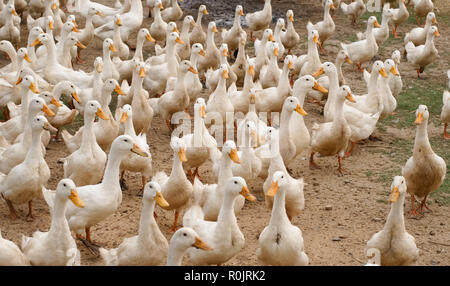 a group of white ducks are walking on the ground Stock Photo