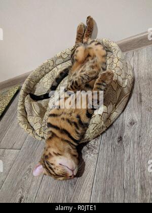 Bengal funny cat lying in his crib. Nice photo. The head fell out of the bed and lies on floor. Stock Photo